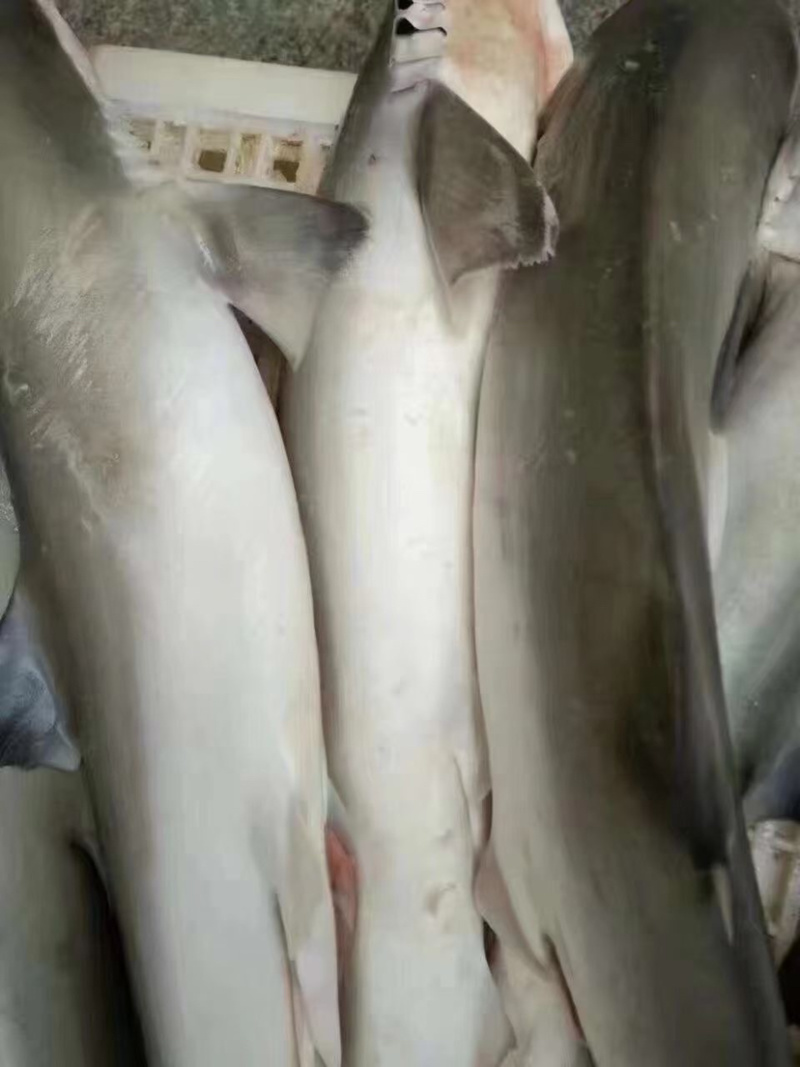 海捕大小整条鲨鱼正规品种非保护动物大鲨鱼