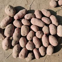 青薯9号土豆4两通天精品货，无虫牙，无草眼，无青头。