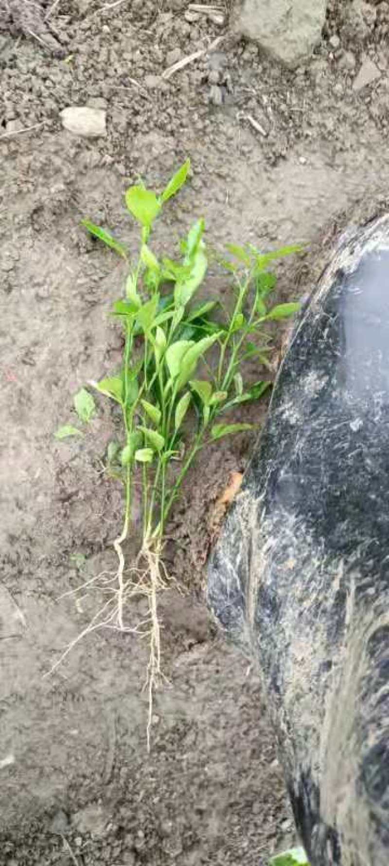 积橙苗，优质积橙苗，用来嫁接各种柑橘果苗