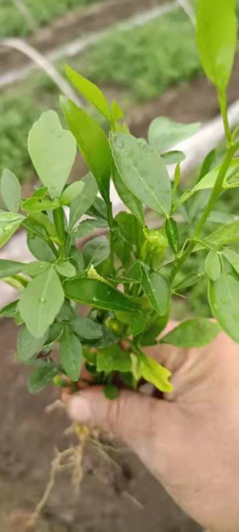 积橙苗，优质积橙苗，用来嫁接各种柑橘果苗