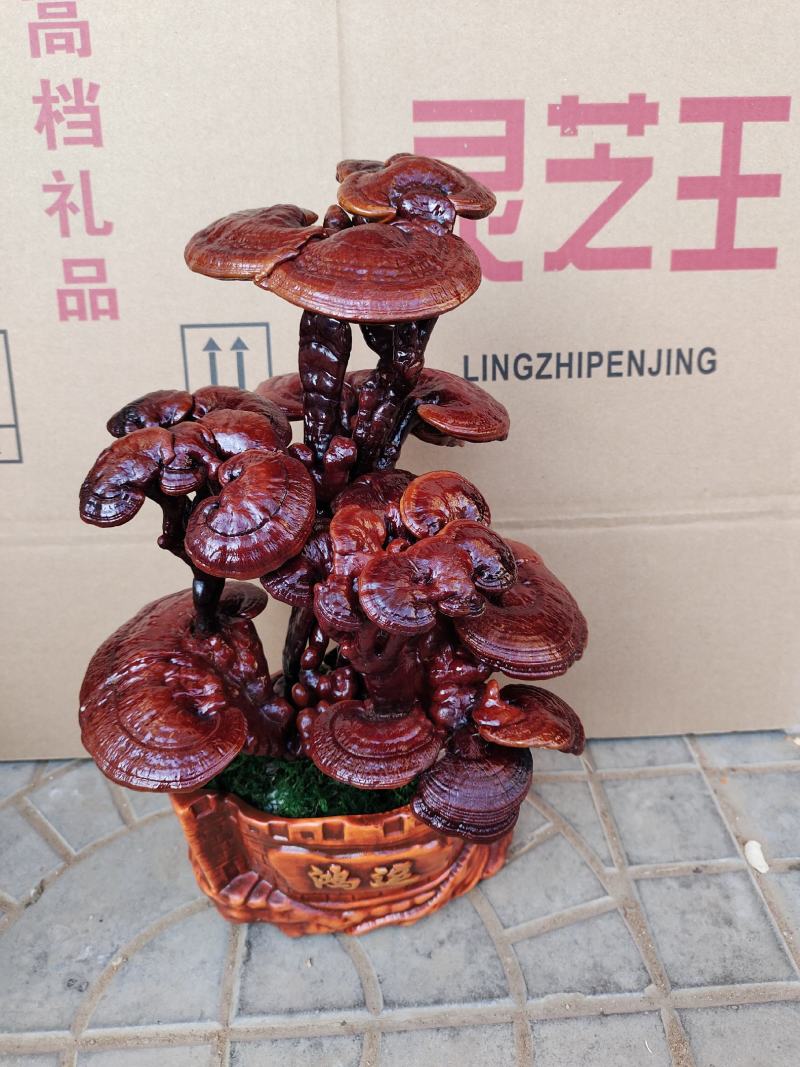 三层灵芝盆景桌面长青植物四季菌种容易养活欢迎咨询