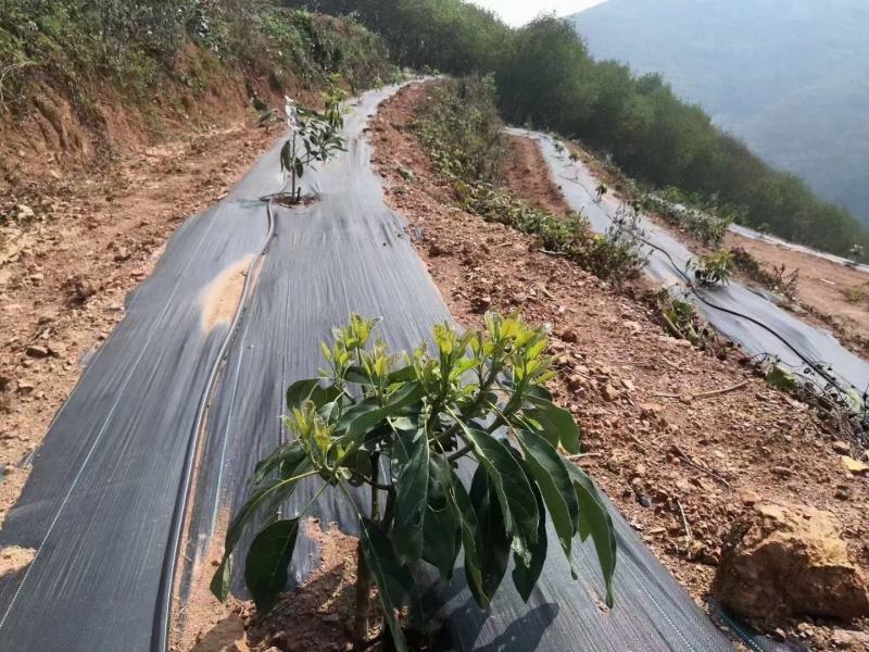 地钉防草布厂家，15厘米地钉园艺地布，地钉除草布