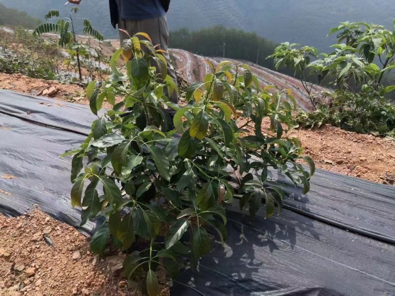 地钉防草布厂家，15厘米地钉园艺地布，地钉除草布