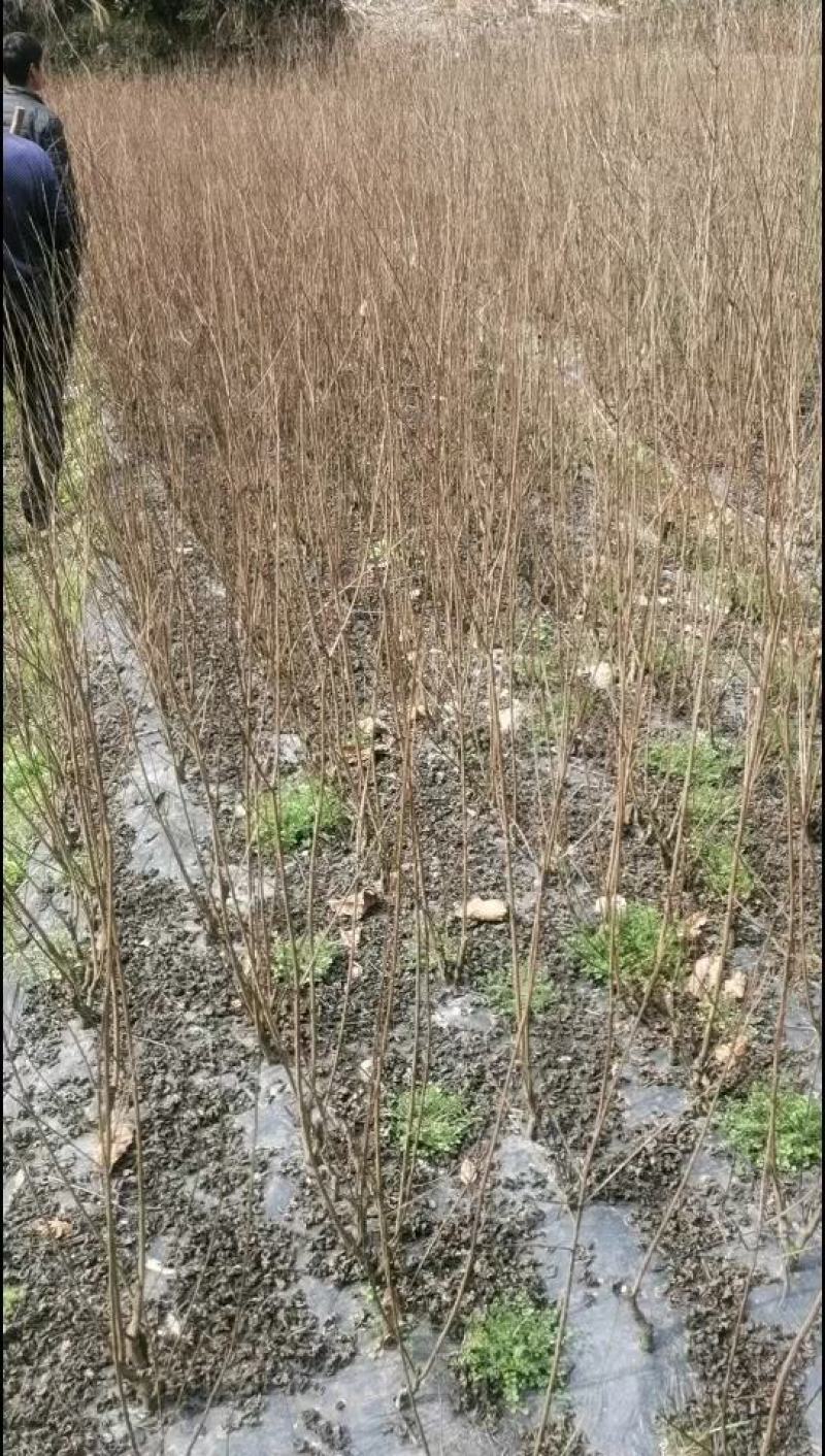 紫薇小苗，三红紫薇，红火箭，丛生小苗，单杆小苗大量出售！
