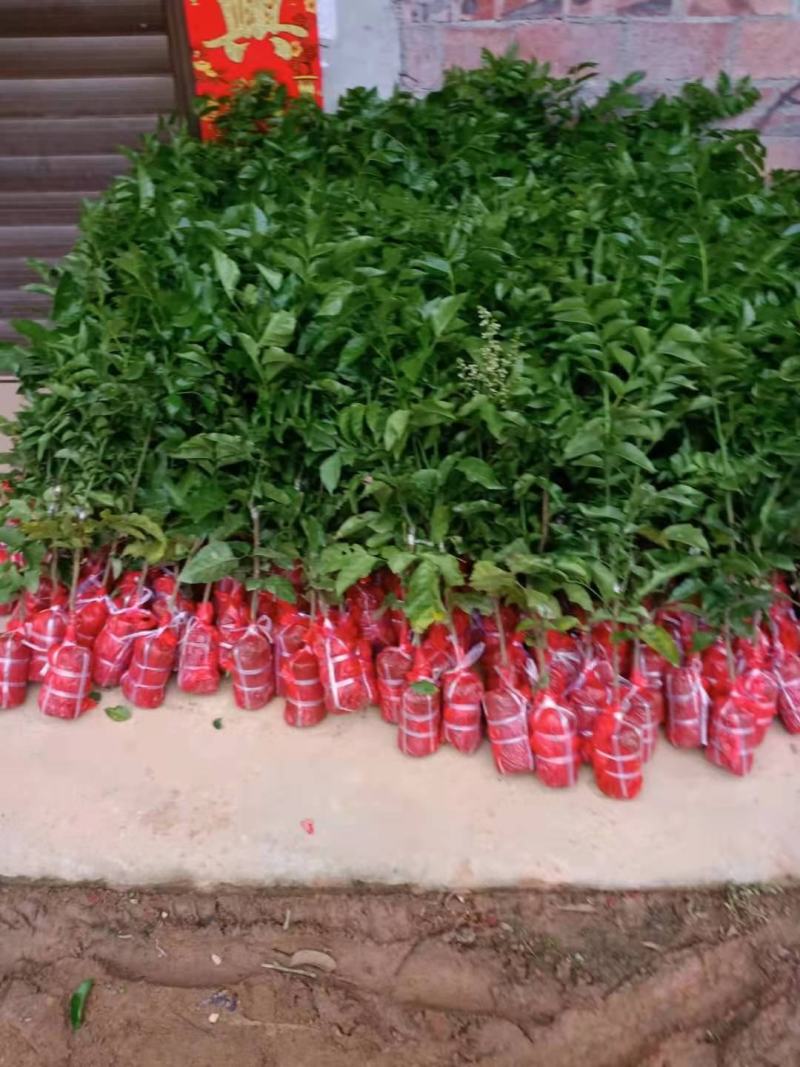南方种植水果黑黄皮果苗黄皮苗果树苗甜黑黄皮果苗