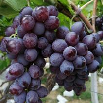 蓝莓葡萄苗，自家育苗，保证纯度！