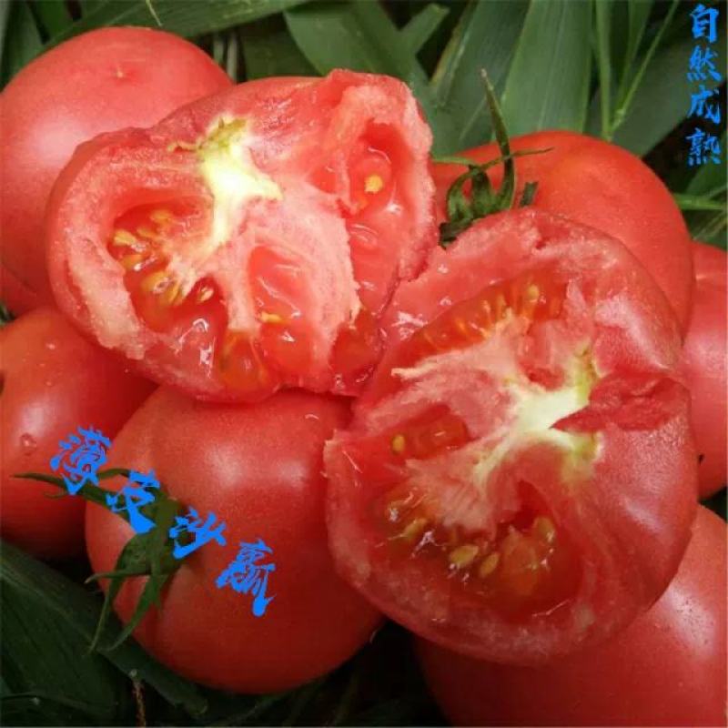 水果西红柿薄皮沙瓤酸甜可口儿时的味道天津