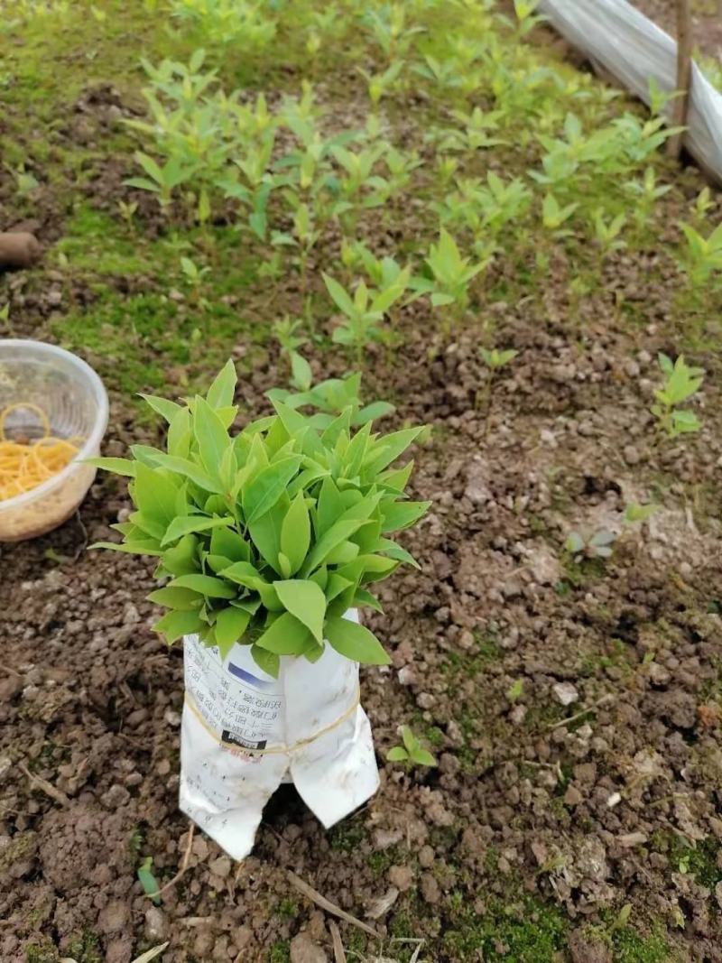 金丝楠木，小叶桢楠。