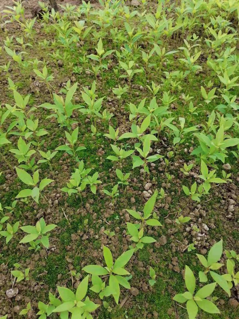 金丝楠木，小叶桢楠。