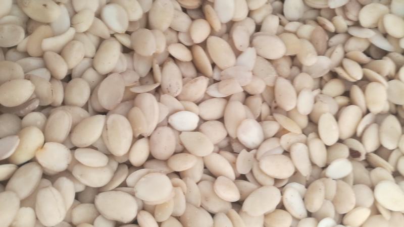 苦杏仁陕北地产颗粒饱满含量达标