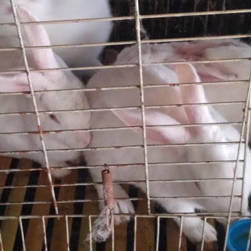 长期供应伊普吕肉兔商品兔，自繁自养，量大价优