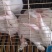 长期供应伊普吕肉兔商品兔，自繁自养，量大价优