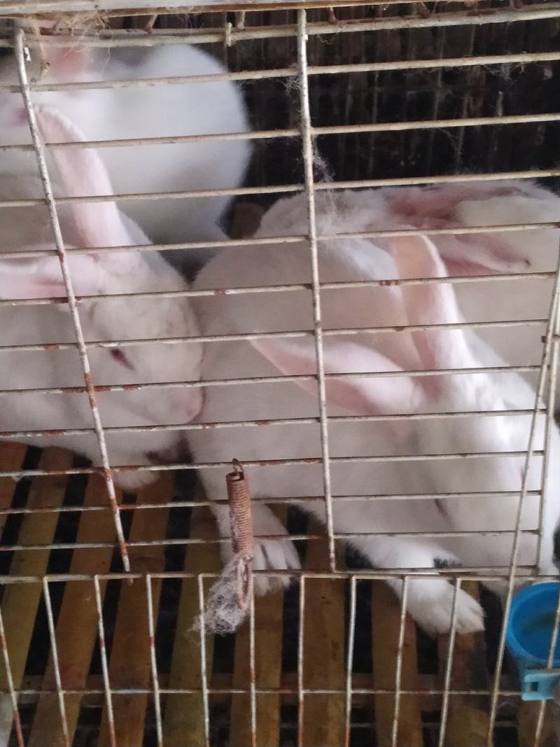 长期供应伊普吕肉兔商品兔，自繁自养，量大价优