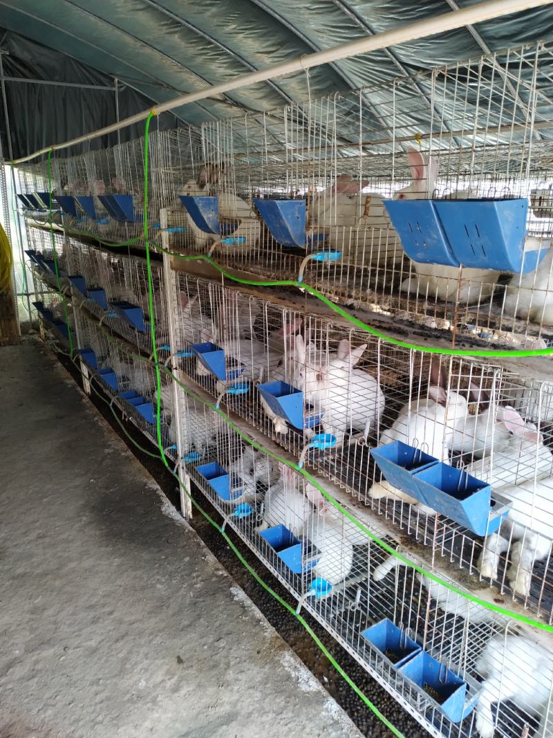 长期供应伊普吕肉兔商品兔，自繁自养，量大价优