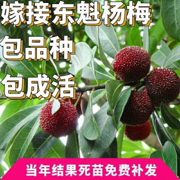 杨梅树苗，杨梅苗，嫁接苗南方种植，地栽东魁，水灵