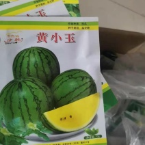 黄小玉嫁接西瓜苗黄瓤西瓜苗小果型礼品西瓜苗早熟薄皮