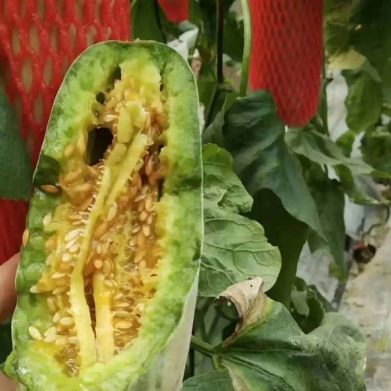 羊角蜜甜瓜（山东甜瓜）产地直供一手货源脆甜多汁