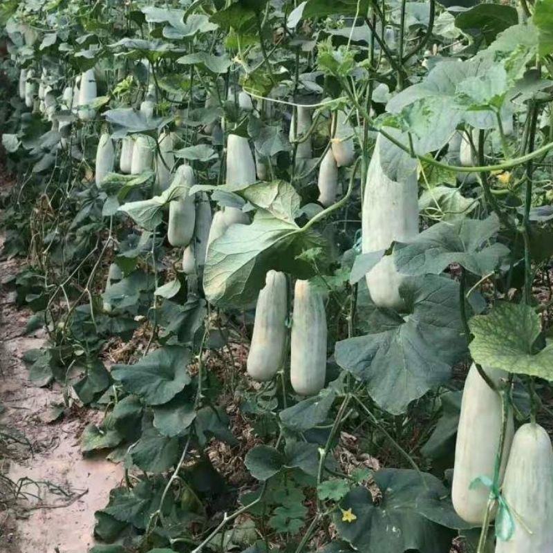 羊角蜜甜瓜（山东甜瓜）产地直供一手货源脆甜多汁