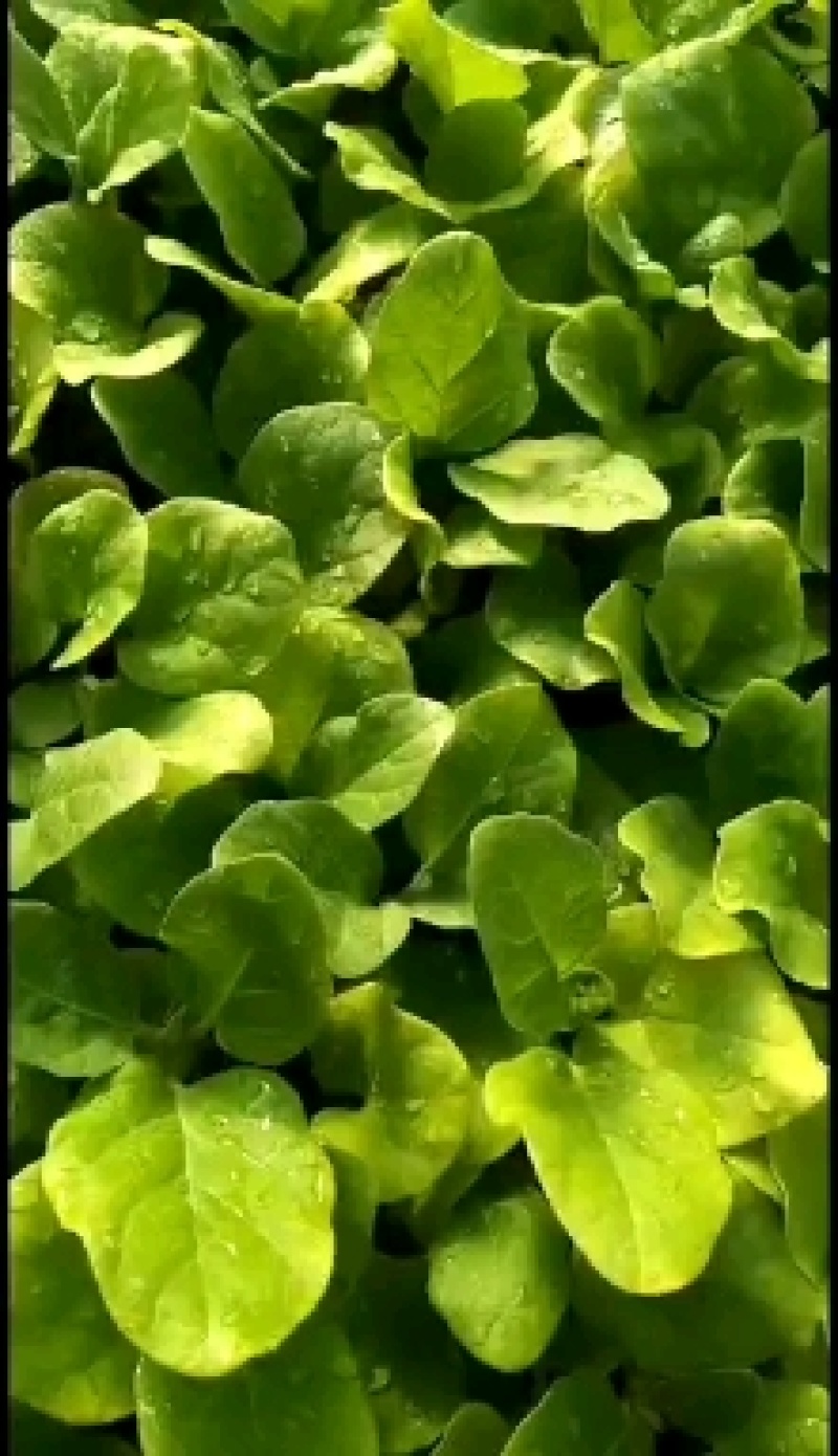茄子苗〈绿美，罐茄，棒茄，圆茄，青茄，红妃）品种齐全