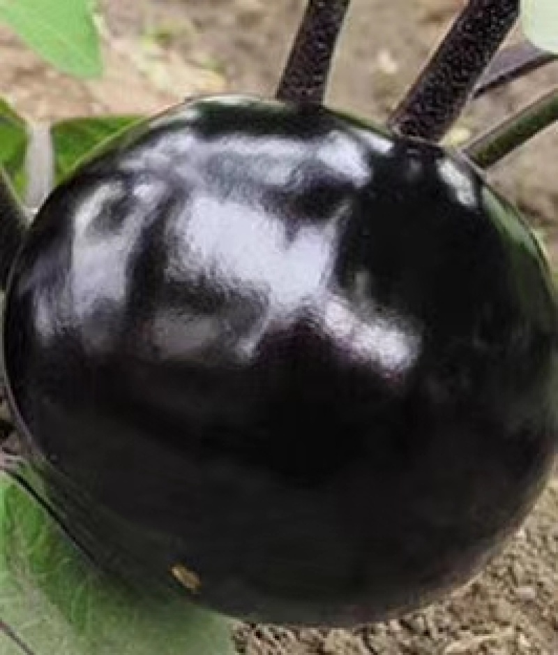 茄子苗〈绿美，罐茄，棒茄，圆茄，青茄，红妃）品种齐全