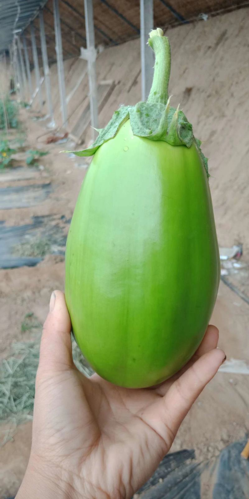 茄子苗〈绿美，罐茄，棒茄，圆茄，青茄，红妃）品种齐全