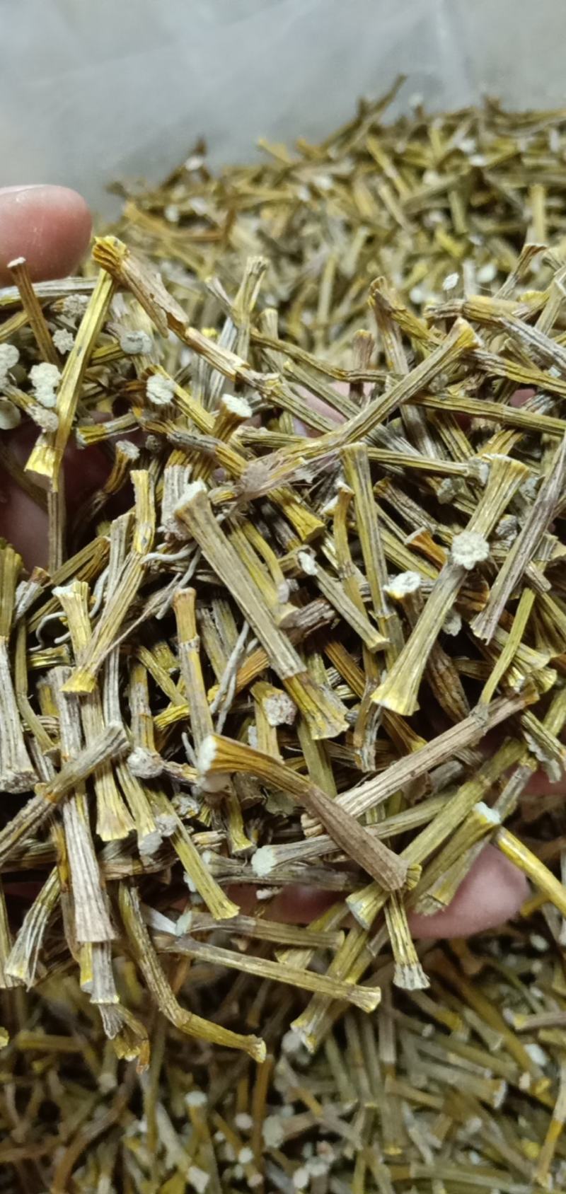 中药材铁皮石斛质量很好，货多，产地直销欢迎选购
