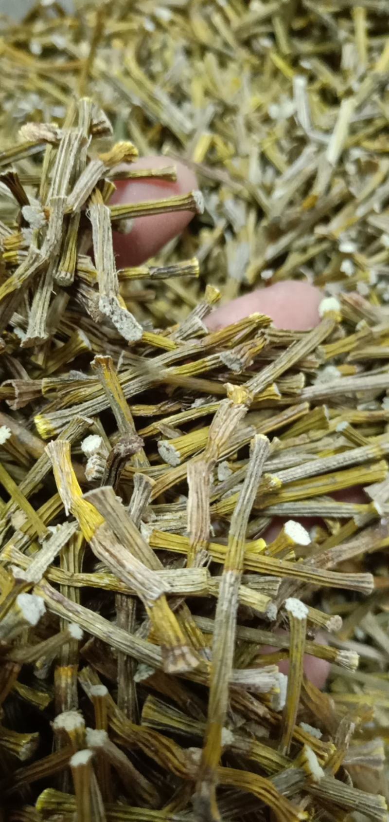 中药材铁皮石斛质量很好，货多，产地直销欢迎选购