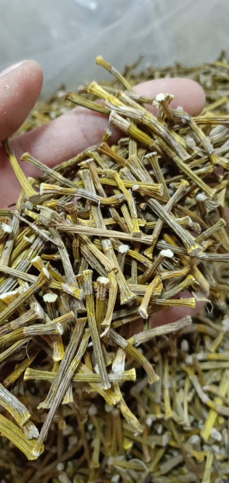 中药材铁皮石斛质量很好，货多，产地直销欢迎选购