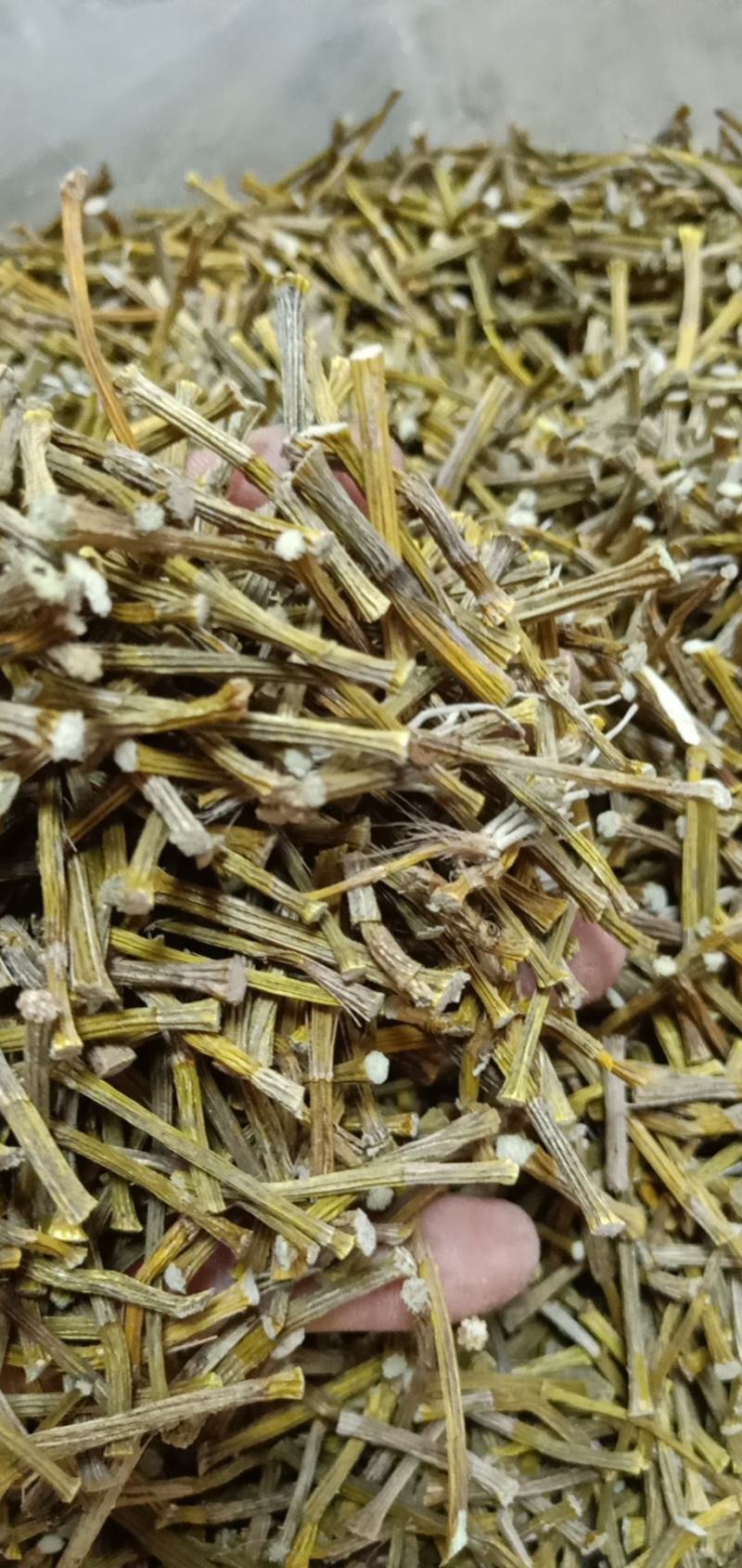 中药材铁皮石斛质量很好，货多，产地直销欢迎选购