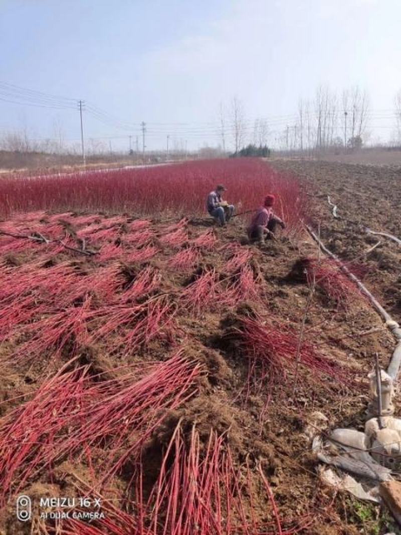红瑞木自家苗圃可供应200万株红杆木黄瑞木