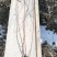 红瑞木自家苗圃可供应200万株红杆木黄瑞木
