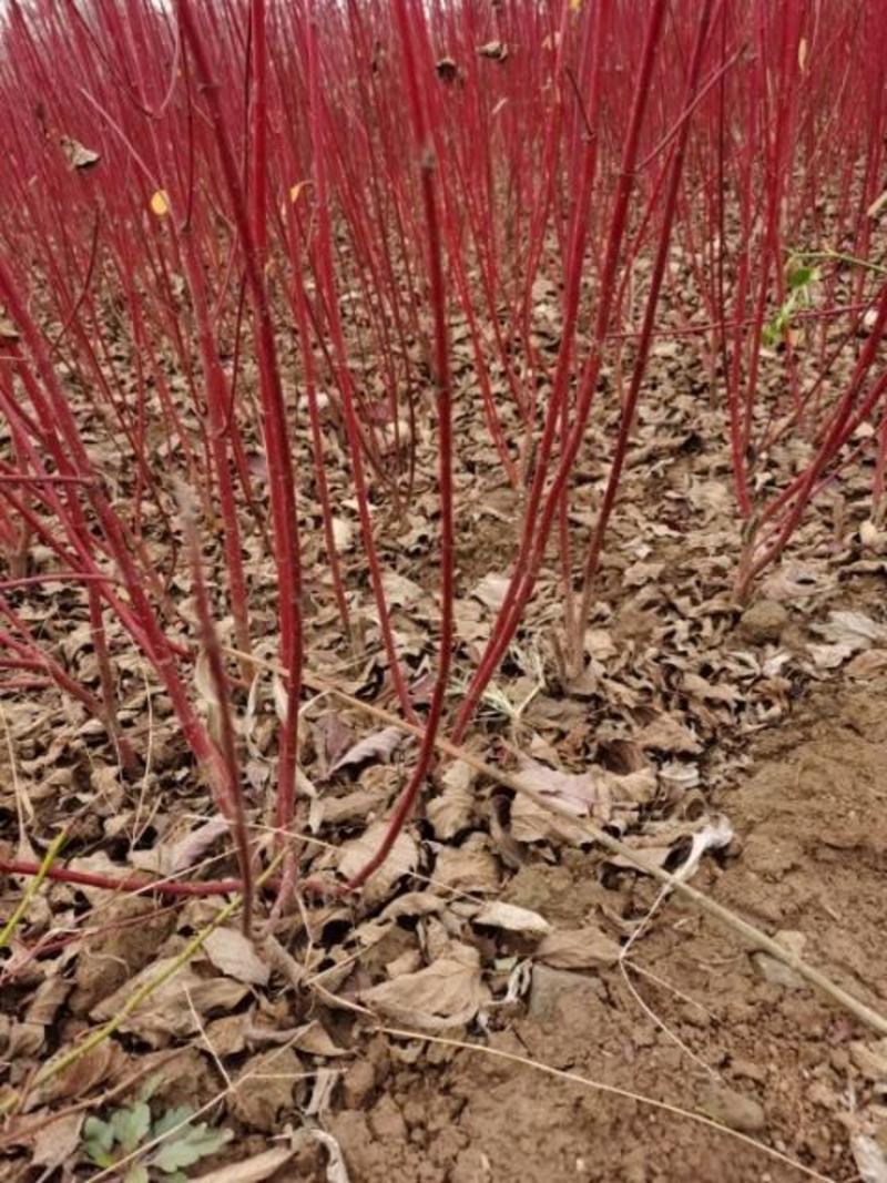 红瑞木自家苗圃可供应200万株红杆木黄瑞木