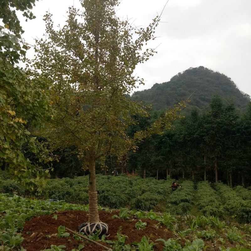 大量出售银杏树价格从优