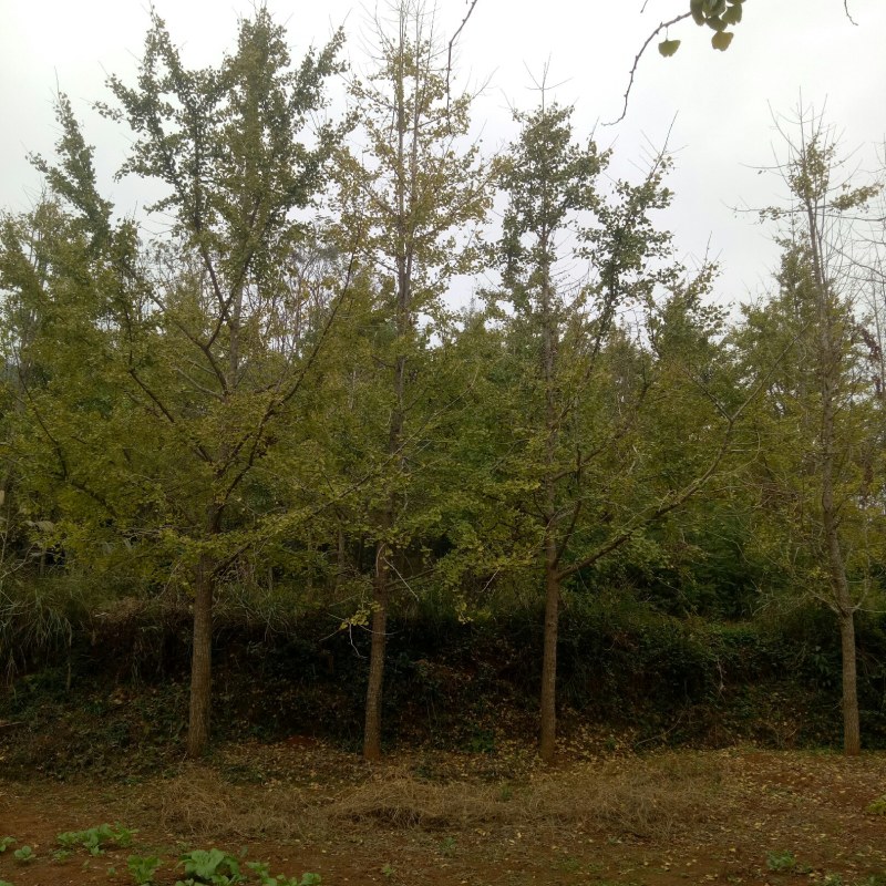 大量出售银杏树价格从优