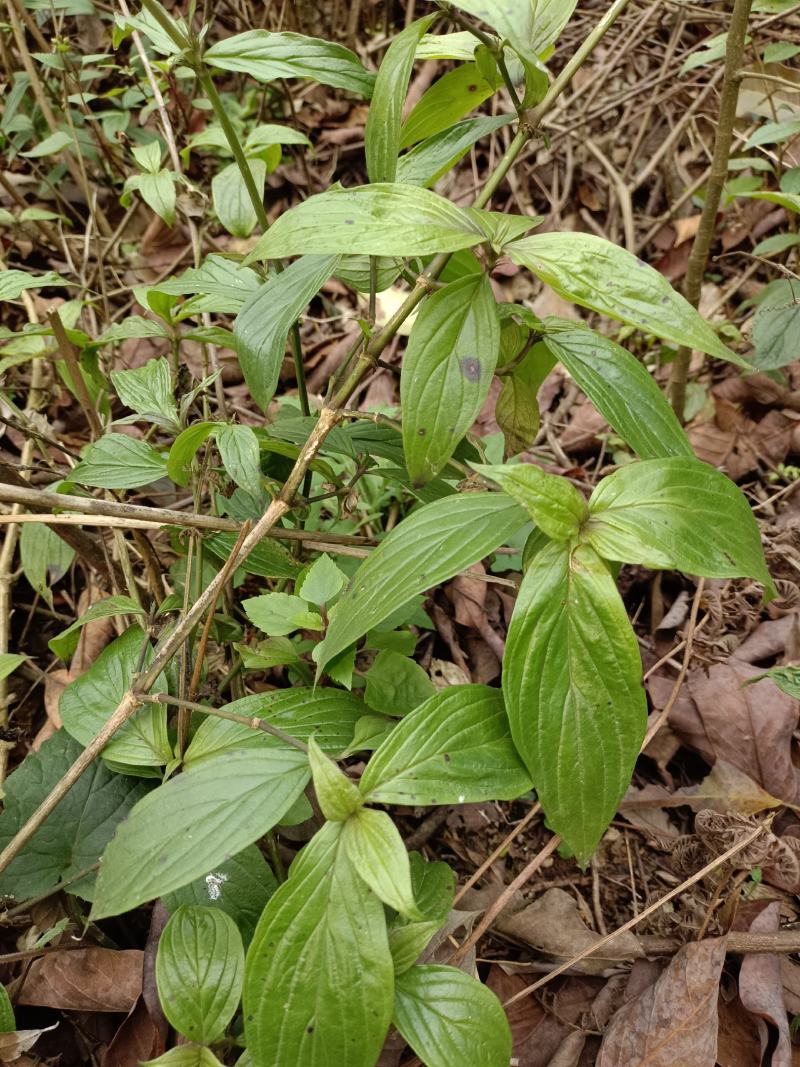 野生牛白藤，鲜货全草