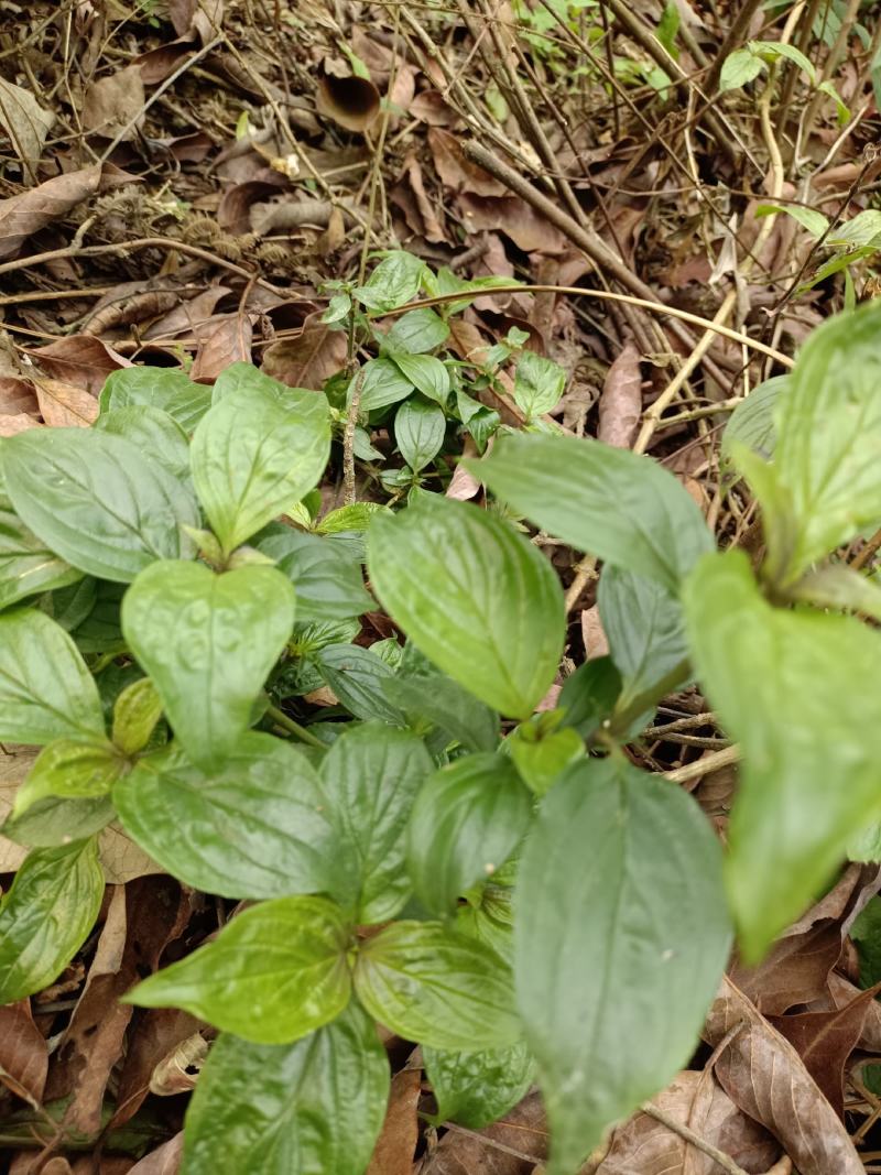 野生牛白藤，鲜货全草