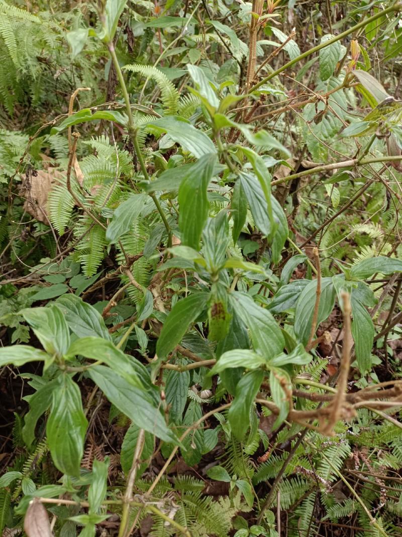 野生牛白藤，鲜货全草