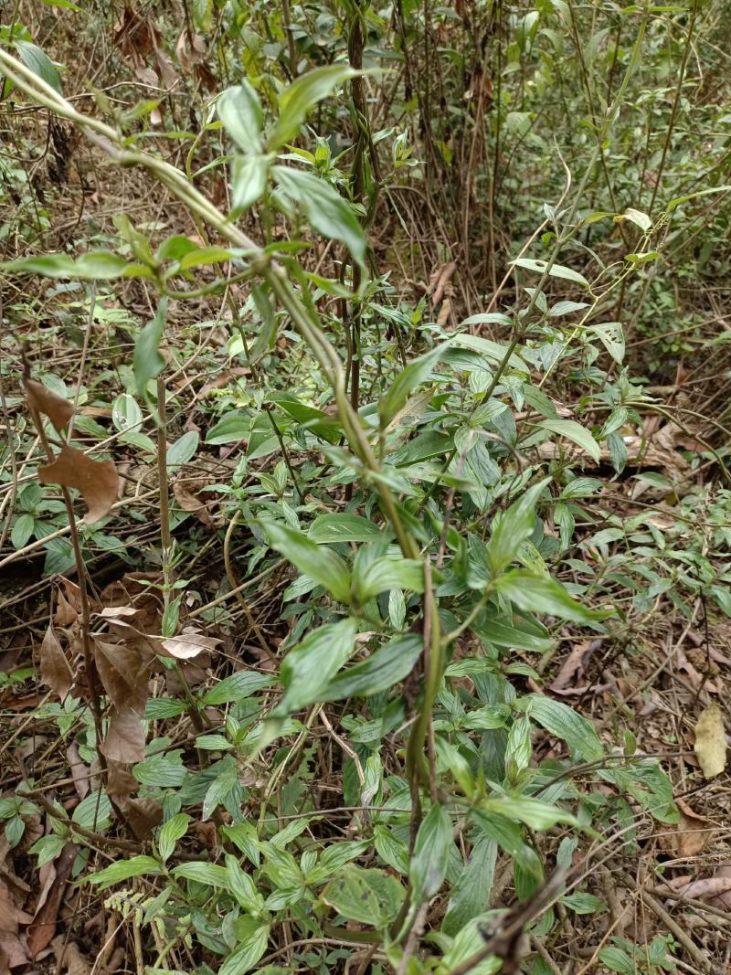 野生牛白藤，鲜货全草