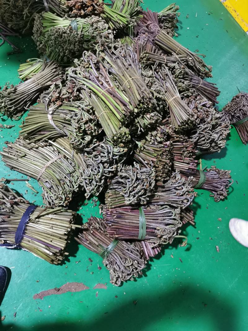 贵州高山优质蕨菜，田蕨，苦蕨，批发