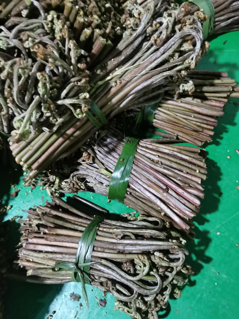 贵州高山优质蕨菜，田蕨，苦蕨，批发