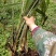 【包邮】野生大叶仙茅，大地棕，猴子背巾现采现发。干货预定