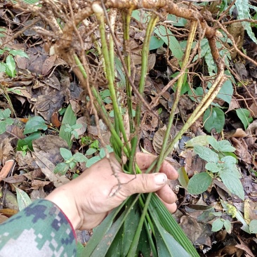 原始森林里的蜘蛛抱蛋