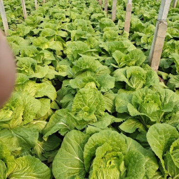 山东潍坊青州黄心大白菜