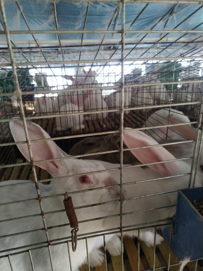 长期供应伊普吕肉兔商品兔，自繁自养，量大价优