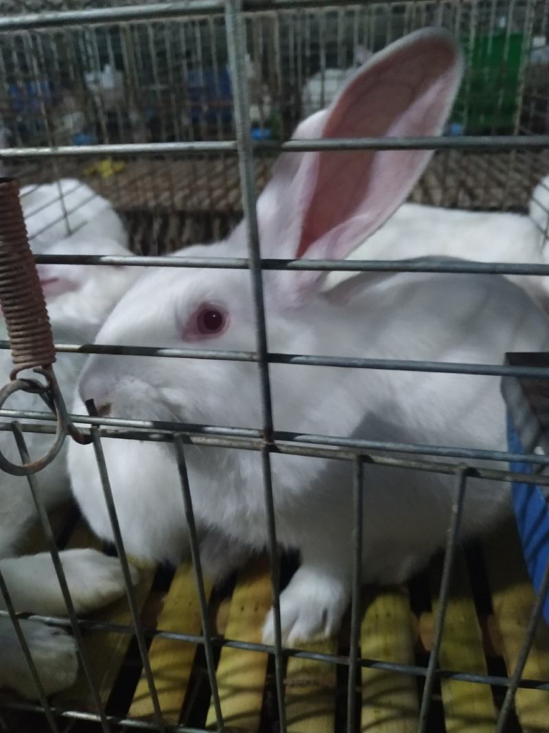 长期供应伊普吕肉兔商品兔，自繁自养，量大价优