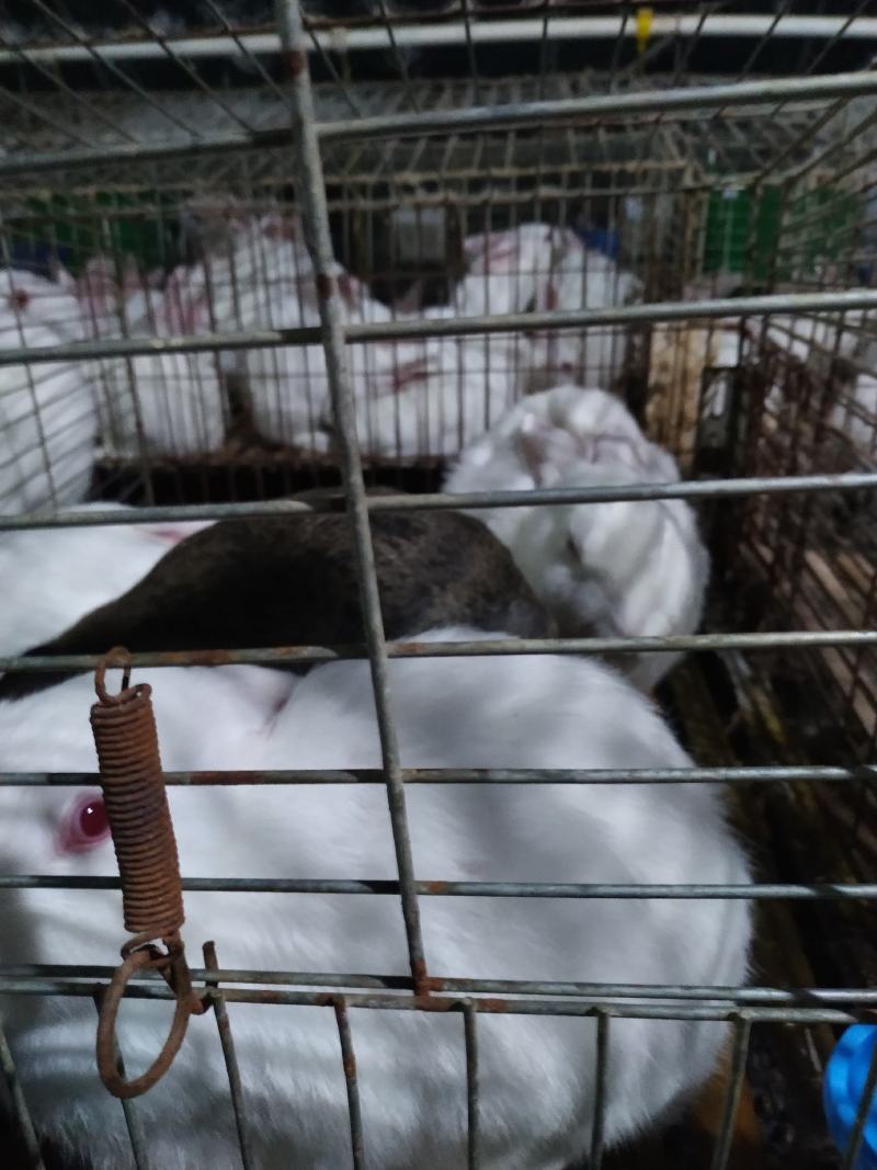 长期供应伊普吕肉兔商品兔，自繁自养，量大价优