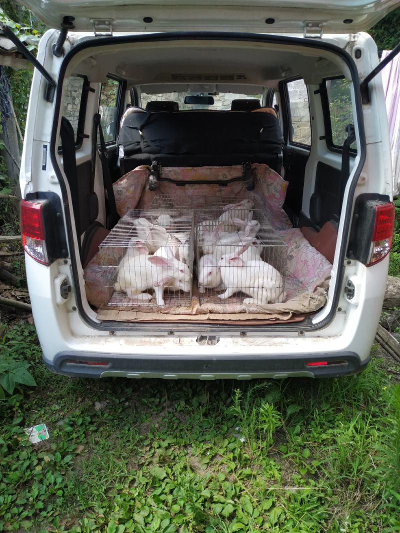 长期供应伊普吕肉兔商品兔，自繁自养，量大价优