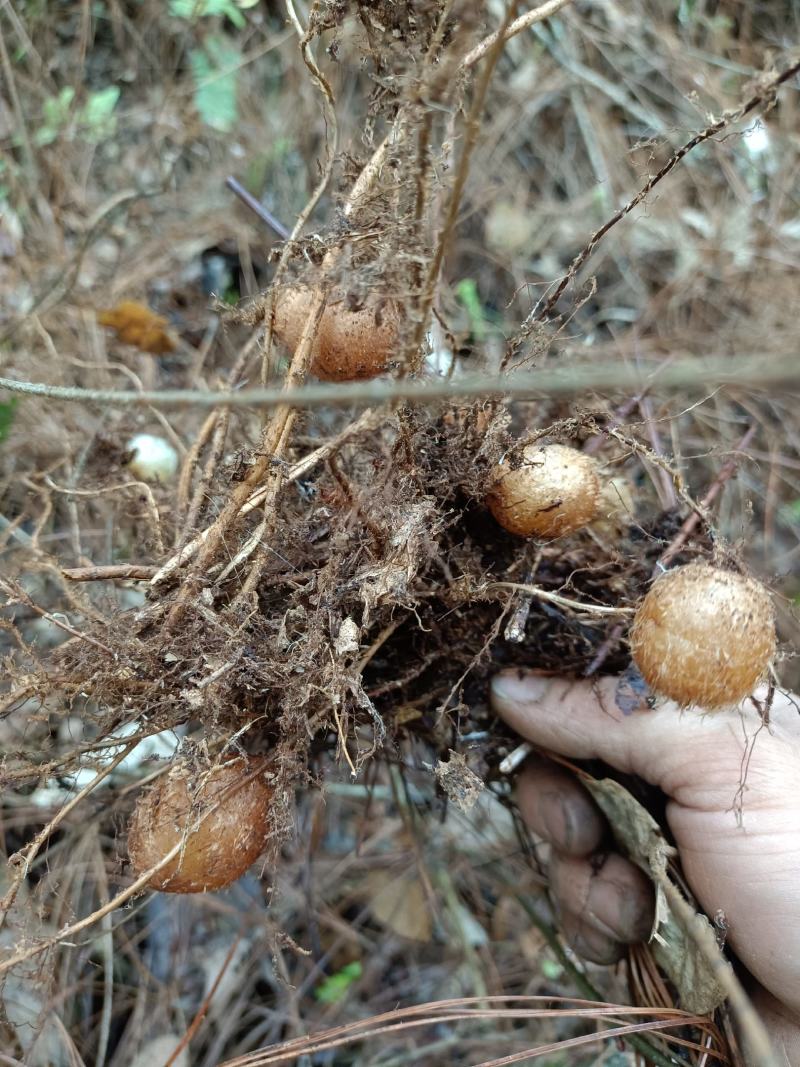 山黄皮，凤凰蛋，下单现采先发产地直销质量保证。
