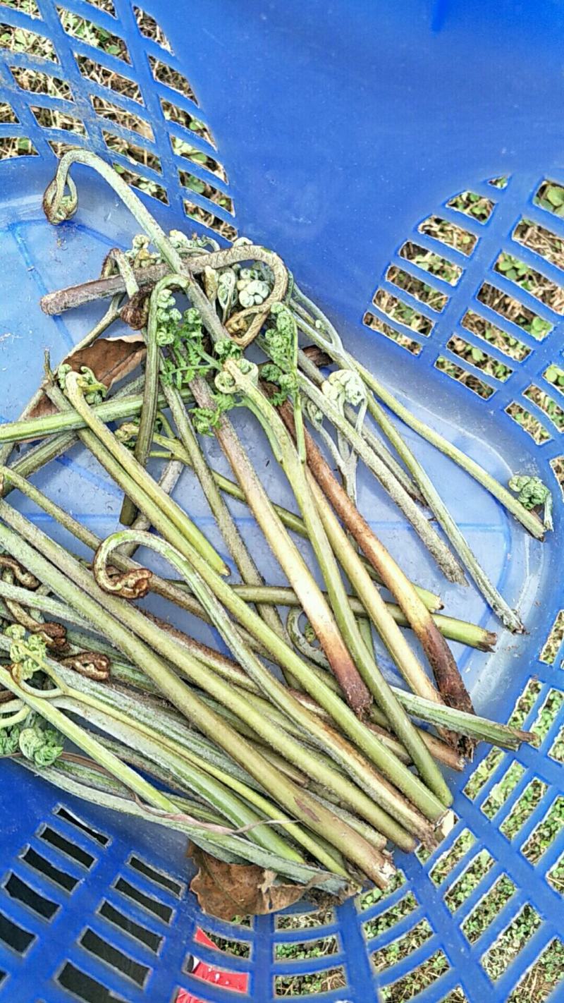 山上野生的蕨苔原生态蕨菜