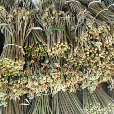 山上野生的蕨苔原生态蕨菜